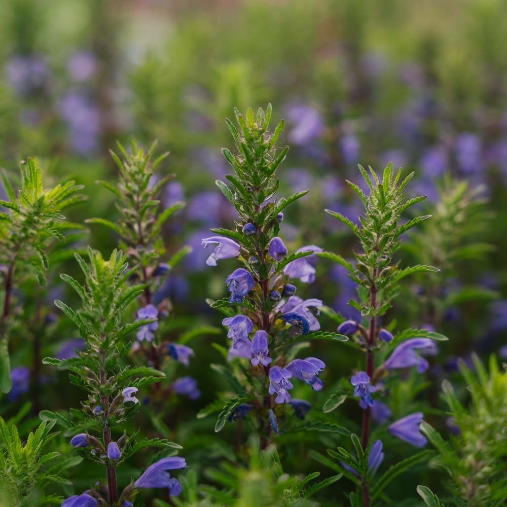 Moldavisk drake frö 'Moldavian Dragonhead' - 150 Ekologiska Frön