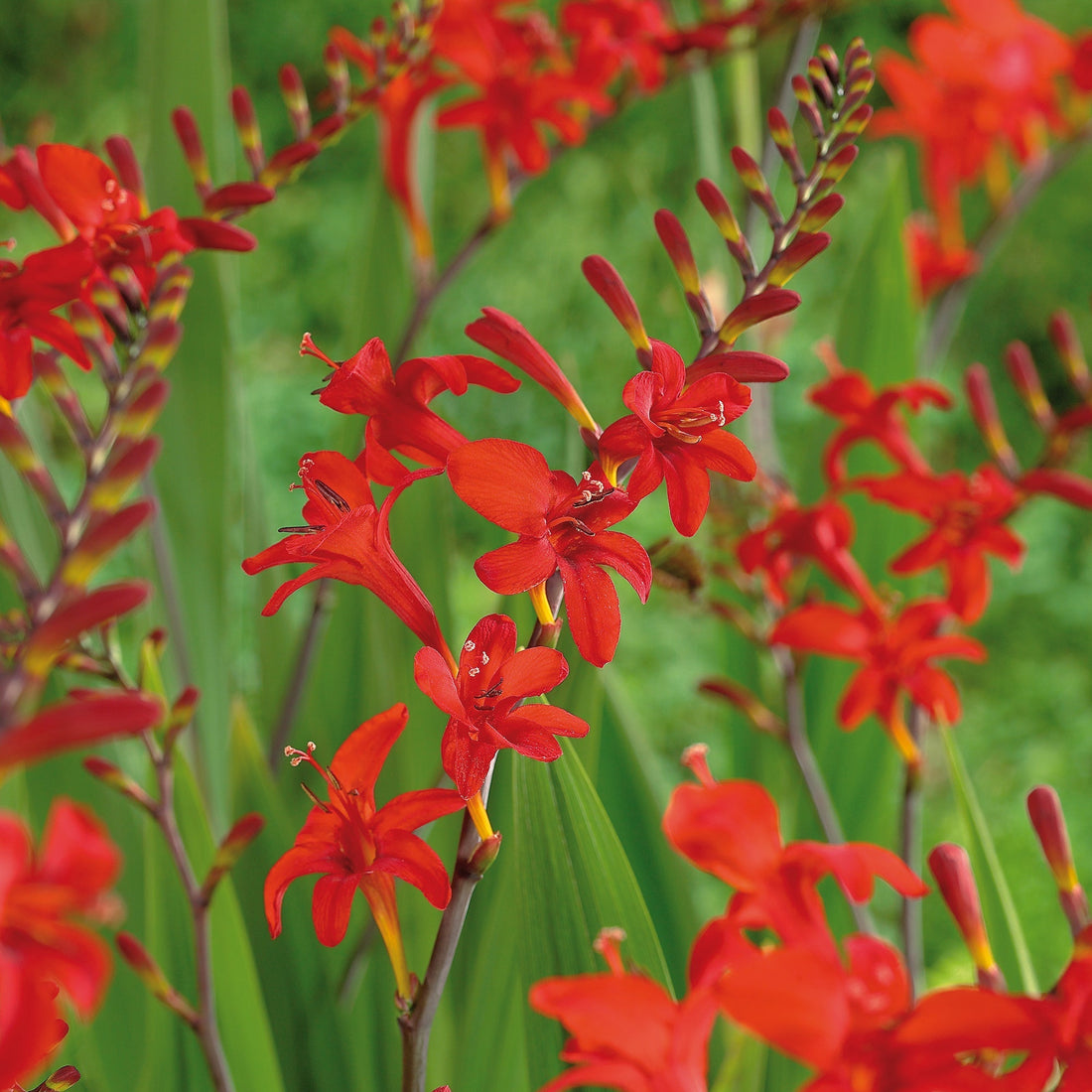 Montbretia, Crocosmia 'Lucifer'