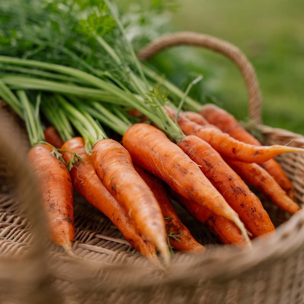 Morotsfrön 'Milan' - 500 Ekologiska Frön