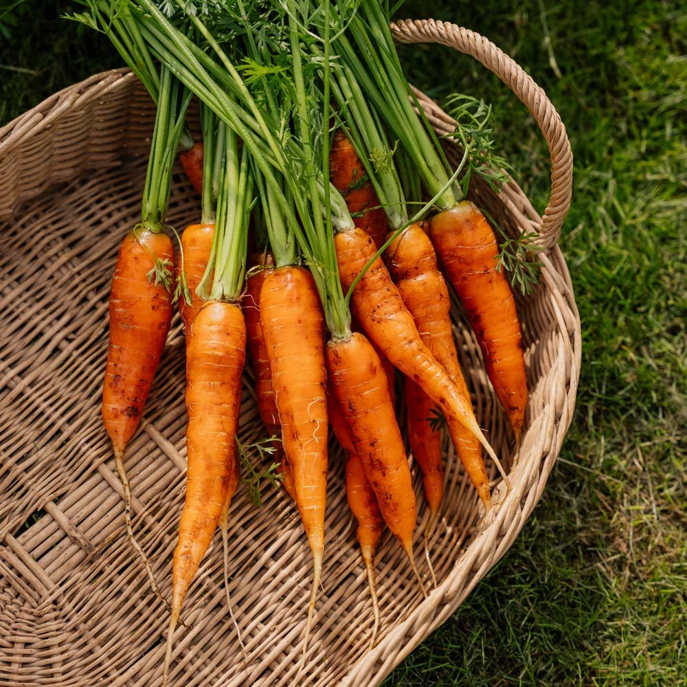 Morotsfrön 'Milan' - 500 Ekologiska Frön