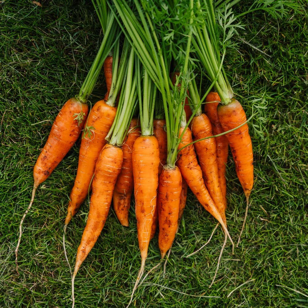 Morotsfrön 'Milan' - 500 Ekologiska Frön