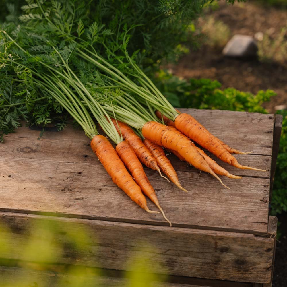 Morotsfrön 'Nantes 2' - 500 Ekologiska Frön