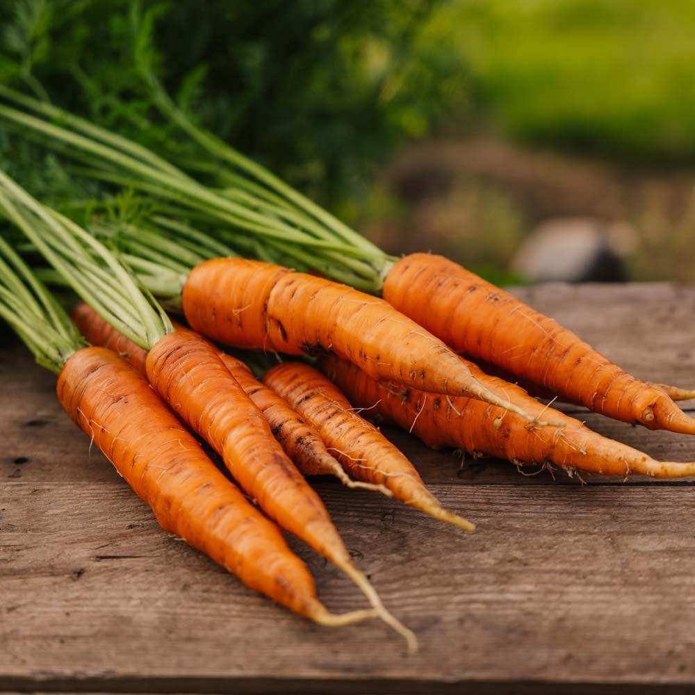 Morotsfrön 'Nantes 2' - 500 Ekologiska Frön