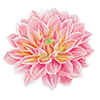 Dahlia