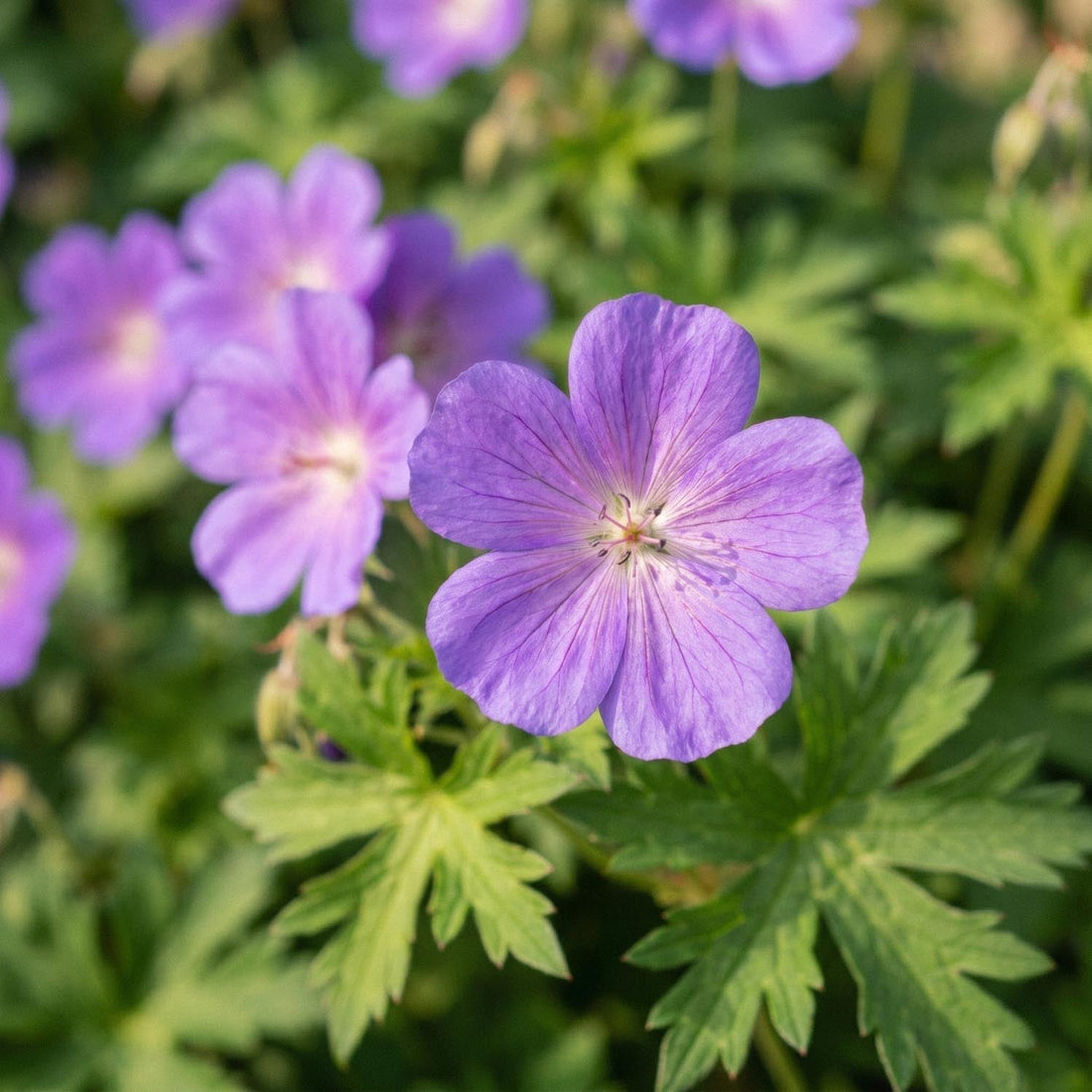 Nävor, Geranium 'Brookside'