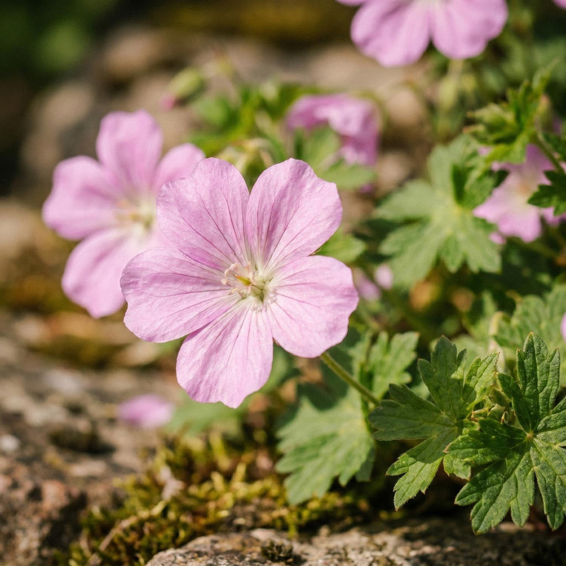 Nävor, Geranium 'Wargrave Pink'