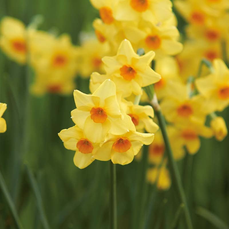 Narcissus 'Falconet'