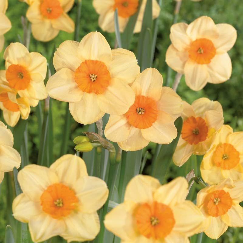 Narcissus 'Kedron'