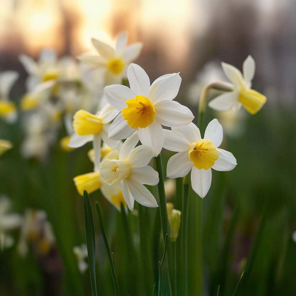 Narcissus 'Sail Boat'