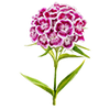 Blomfröer
