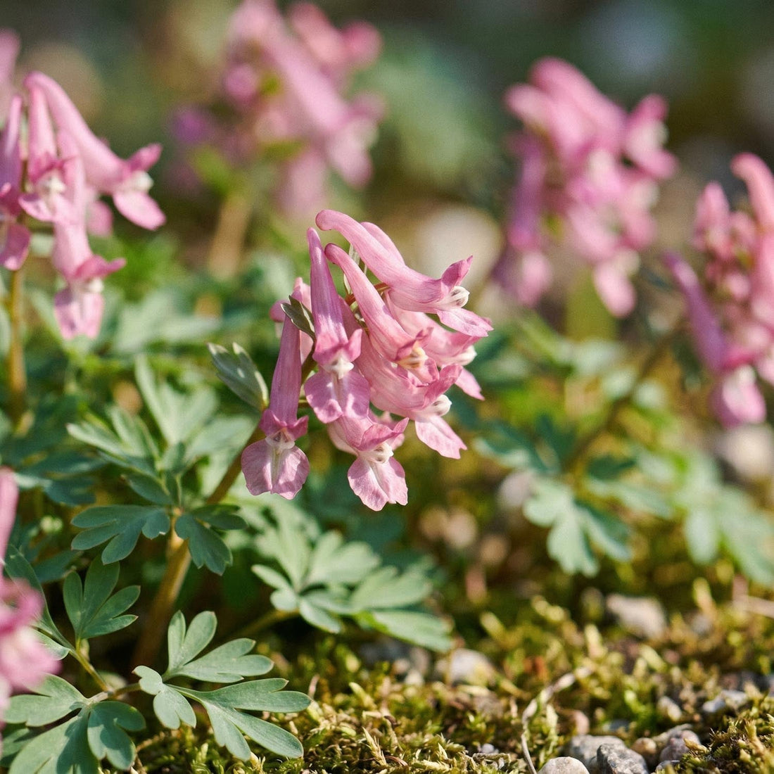 Nunneört, Corydalis 'Beth Evans'