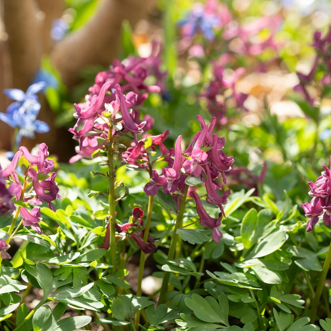 Nunneört, Corydalis 'Purple Bird'