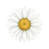 Blomfröer
