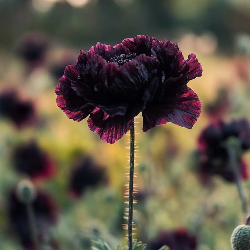 Opiumsvalmue frø 'Black Paeony' - 400 Økologiske Frø