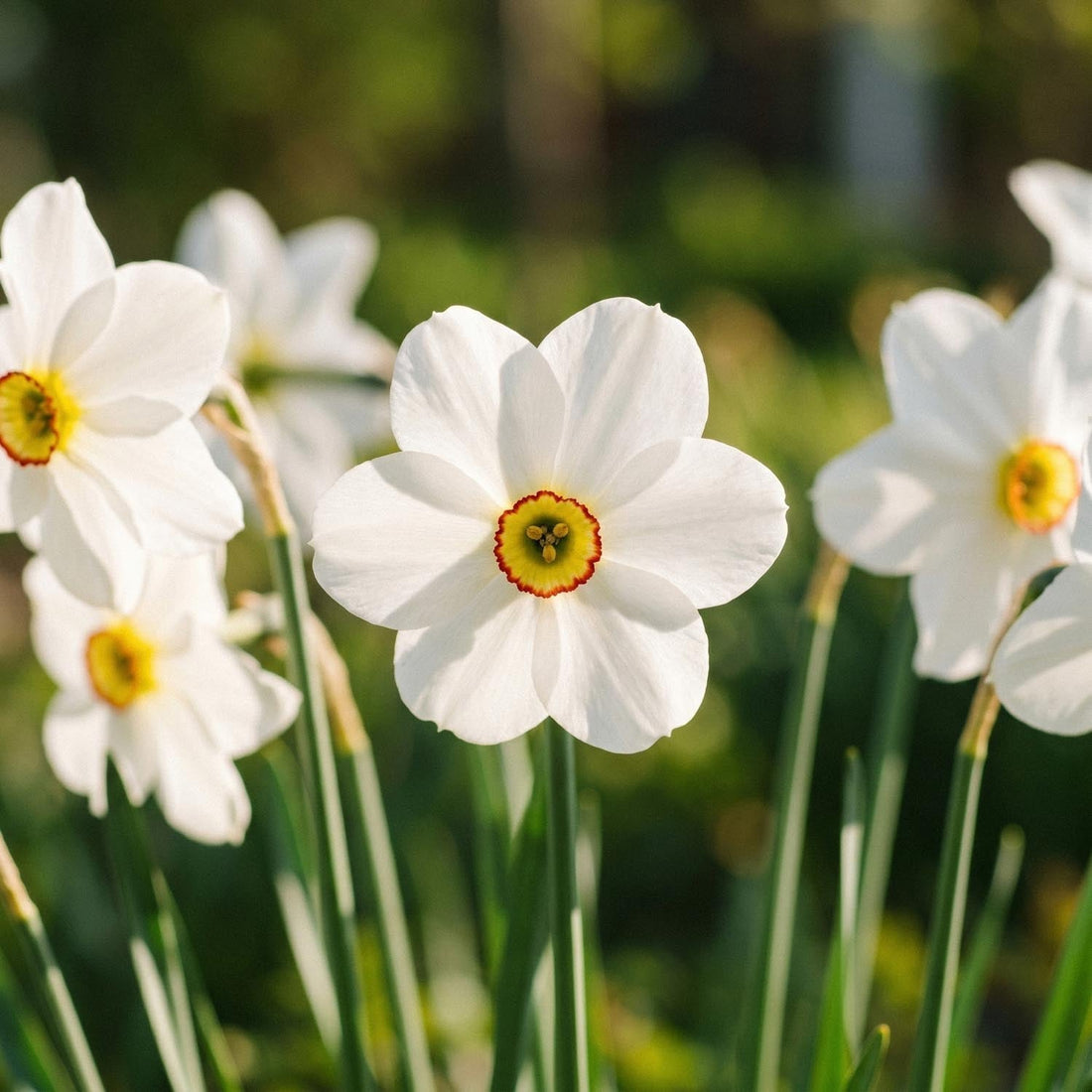 Påsklilja, Narcissus 'Actea'