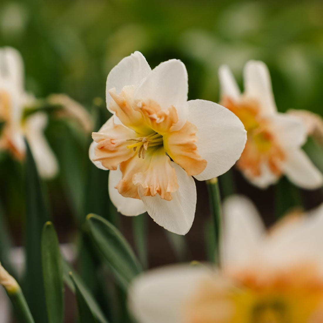 Påsklilja, Narcissus 'Apple Pie'