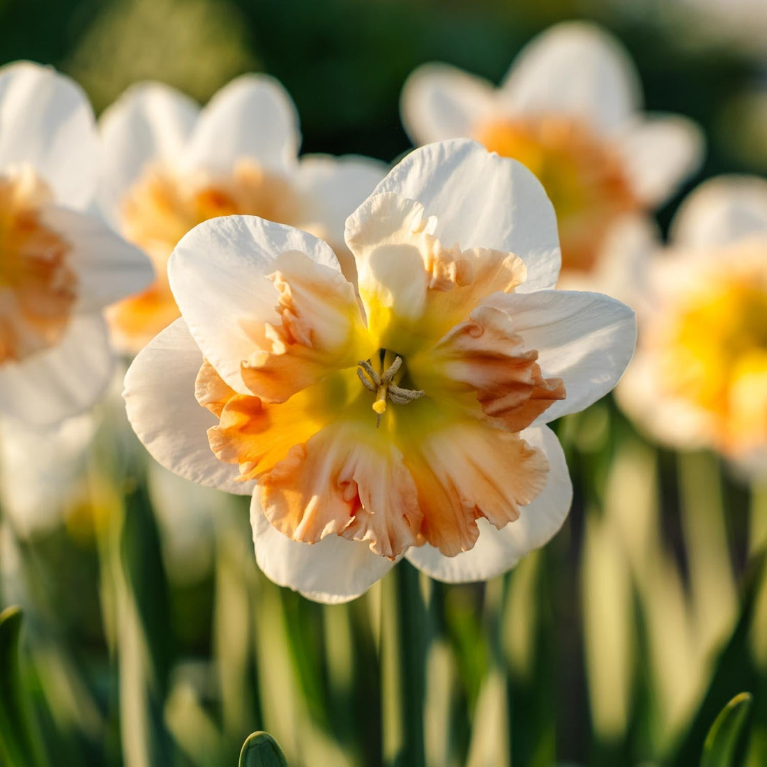 Påsklilja, Narcissus 'Apple Pie'