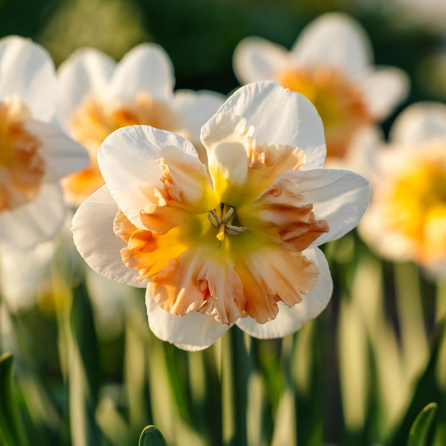 Påsklilja, Narcissus 'Apple Pie'