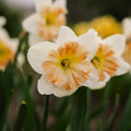 Påsklilja, Narcissus 'Apple Pie'