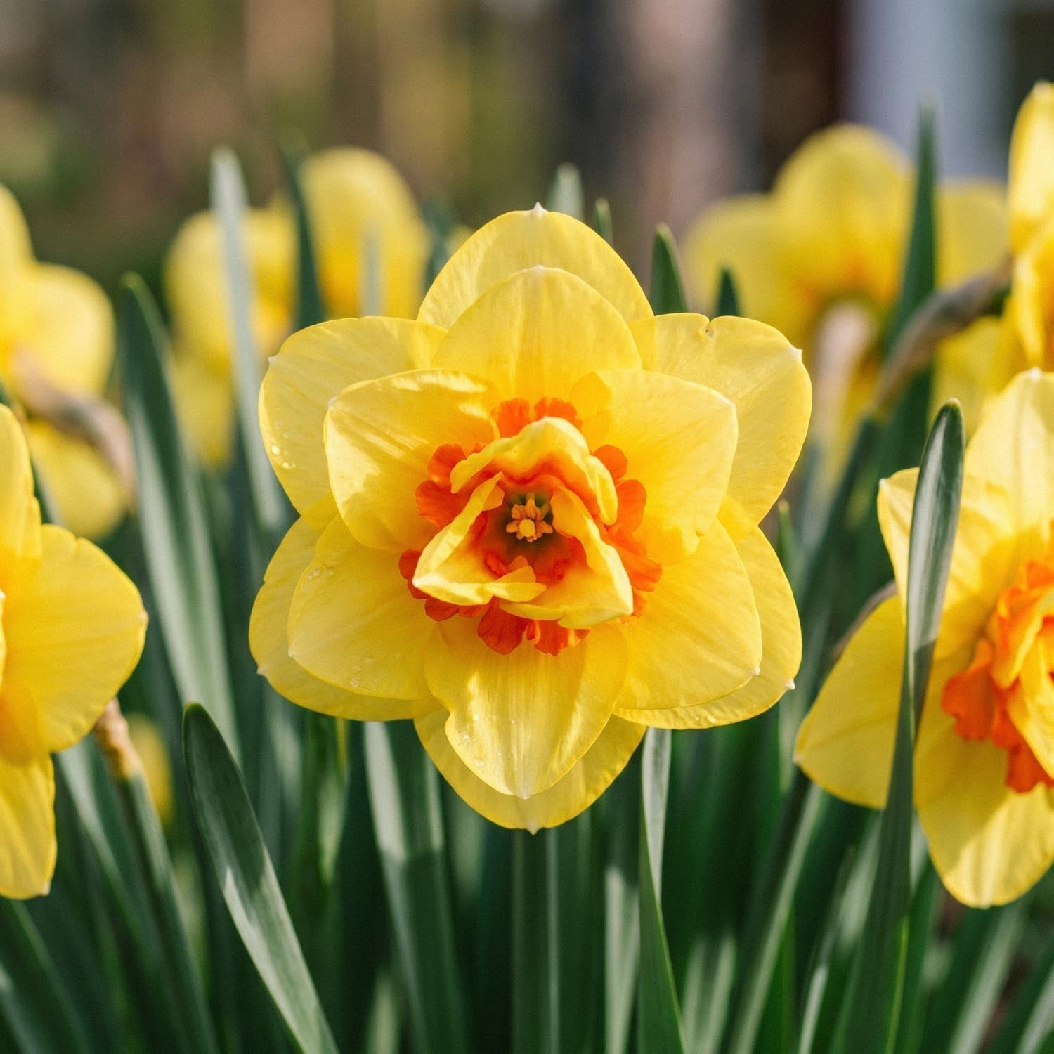 Påsklilja, Narcissus 'Ascot'