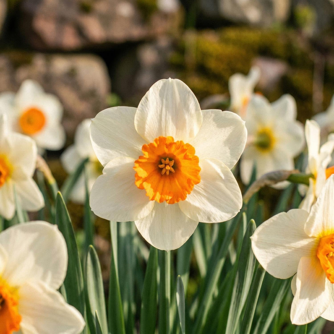 Påsklilja, Narcissus 'Barrett Browning'