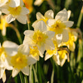 Påsklilja, Narcissus 'Bella Estrella'