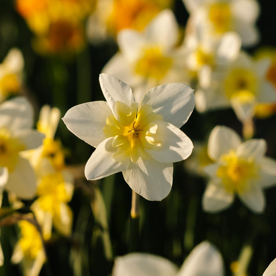 Påsklilja, Narcissus 'Bella Estrella'
