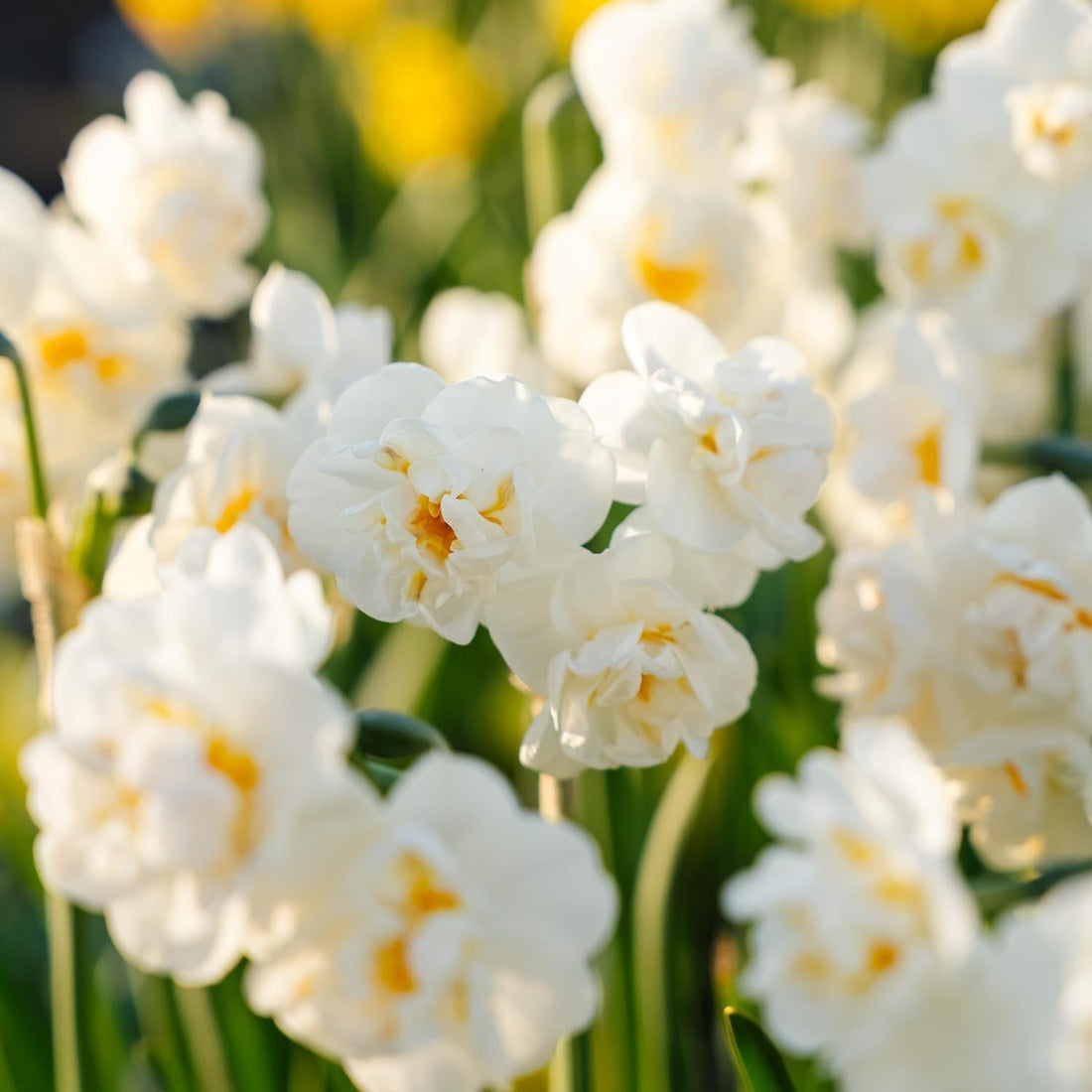 Påsklilja, Narcissus 'Bridal Crown'