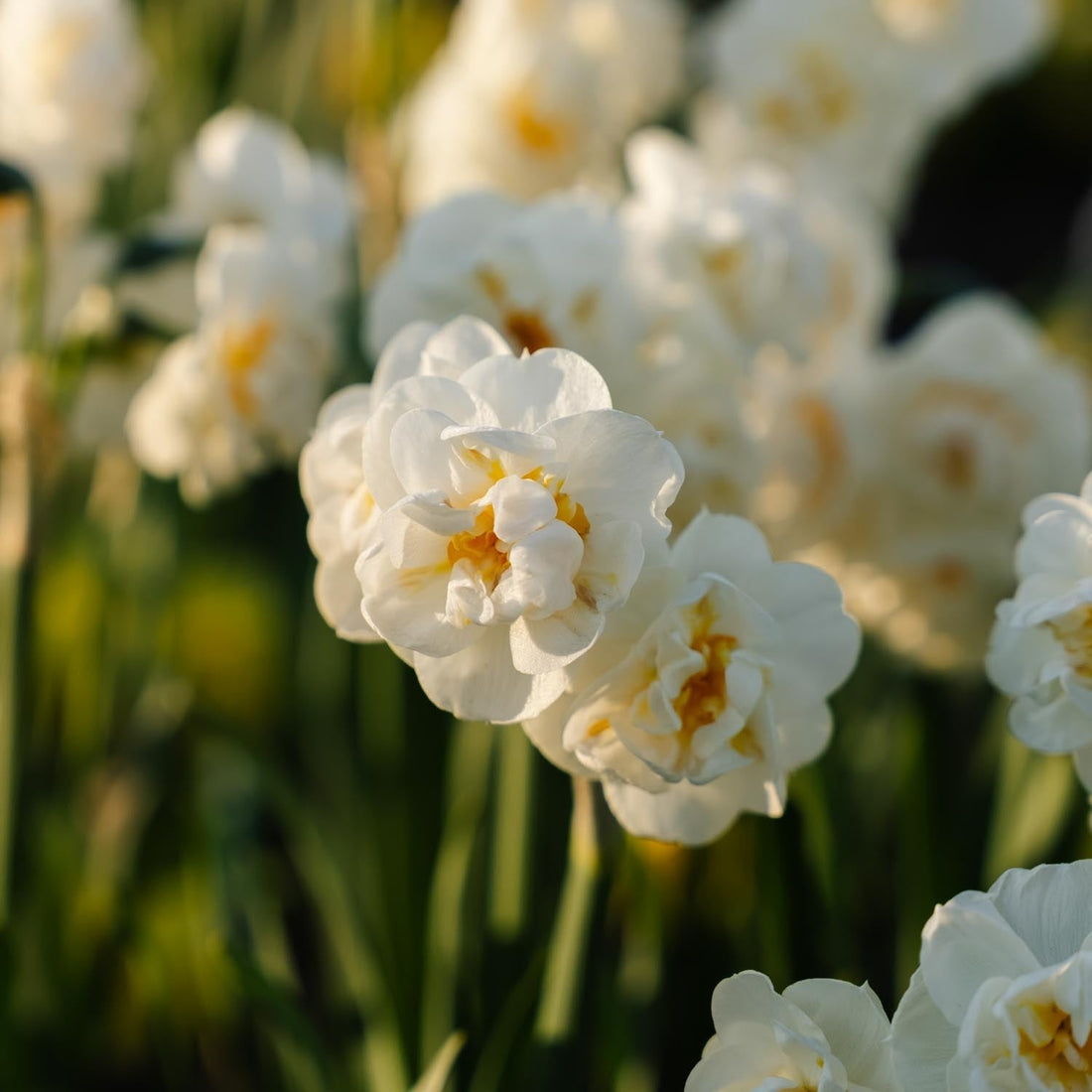 Påsklilja, Narcissus 'Bridal Crown'