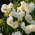 Påsklilja, Narcissus 'Bridal Crown'