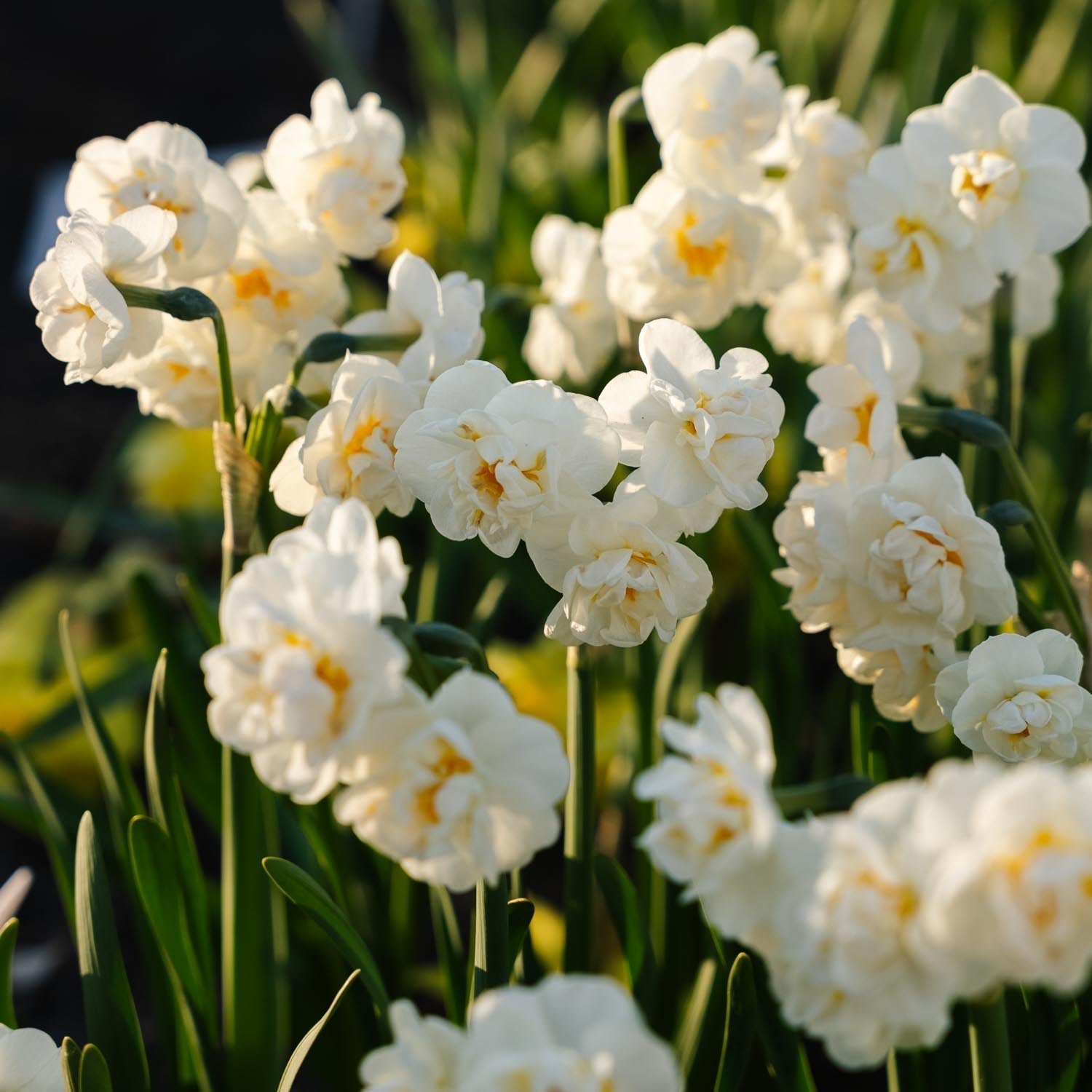 Påsklilja, Narcissus 'Bridal Crown'
