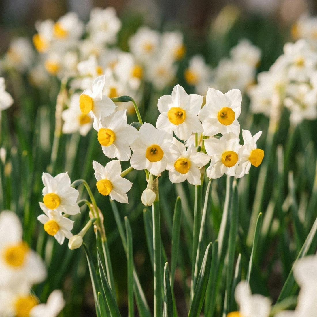 Påsklilja, Narcissus 'Canaliculatus'