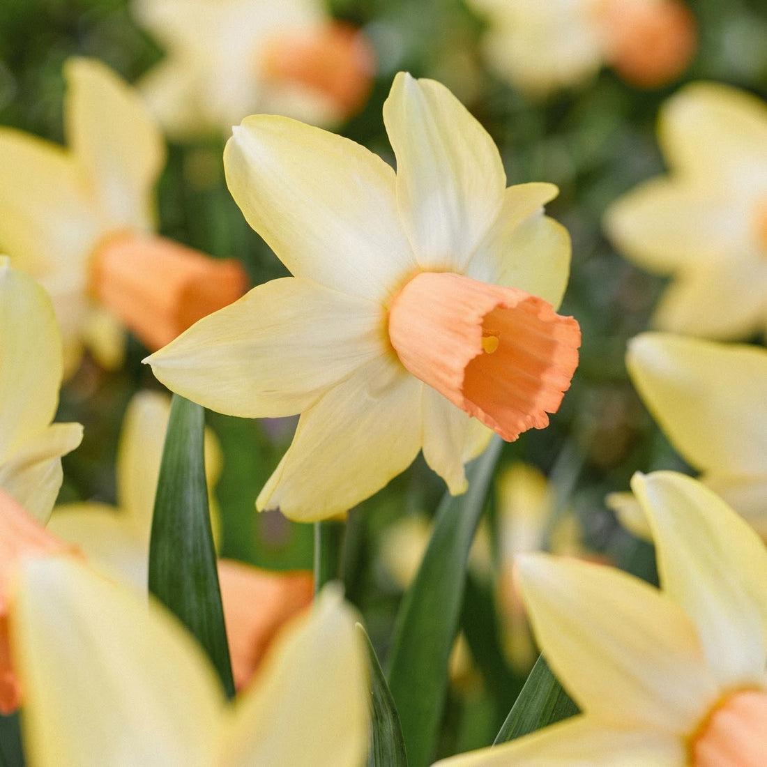Påsklilja, Narcissus 'Carice'