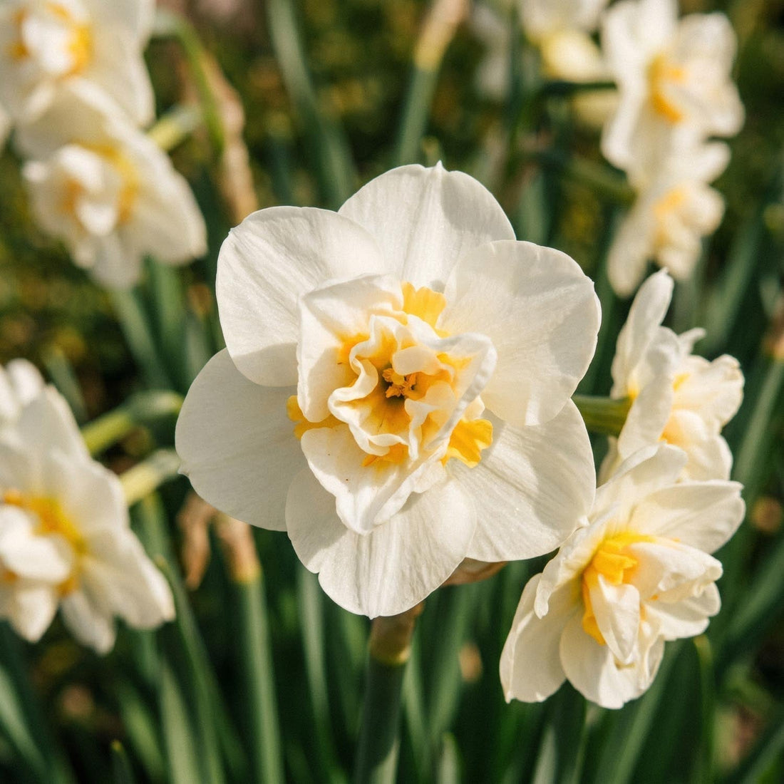 Påsklilja, Narcissus 'Cheerfulness'