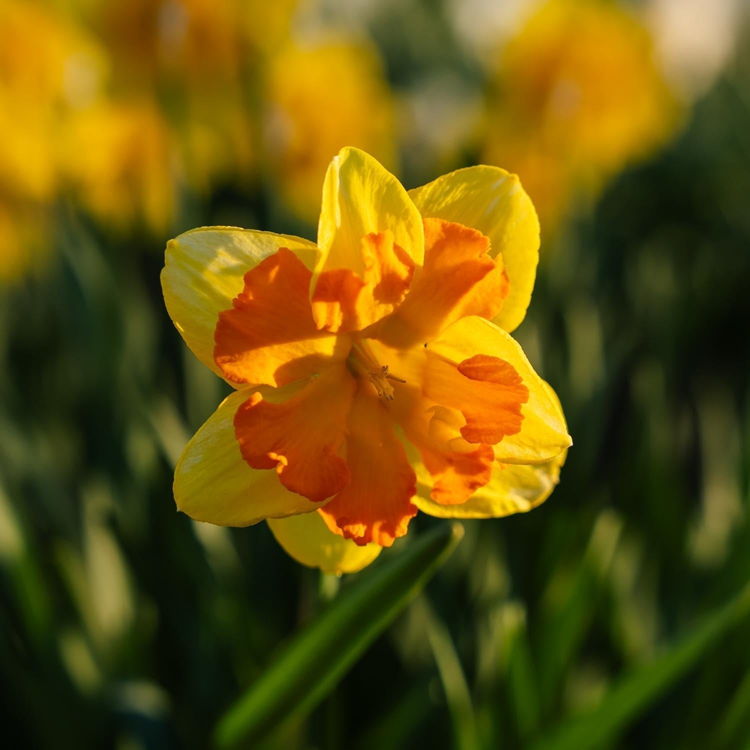 Påsklilja, Narcissus 'Congress'
