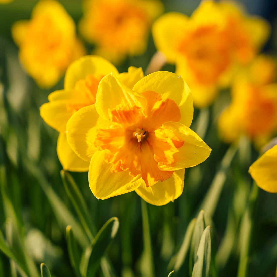 Påsklilja, Narcissus 'Congress'