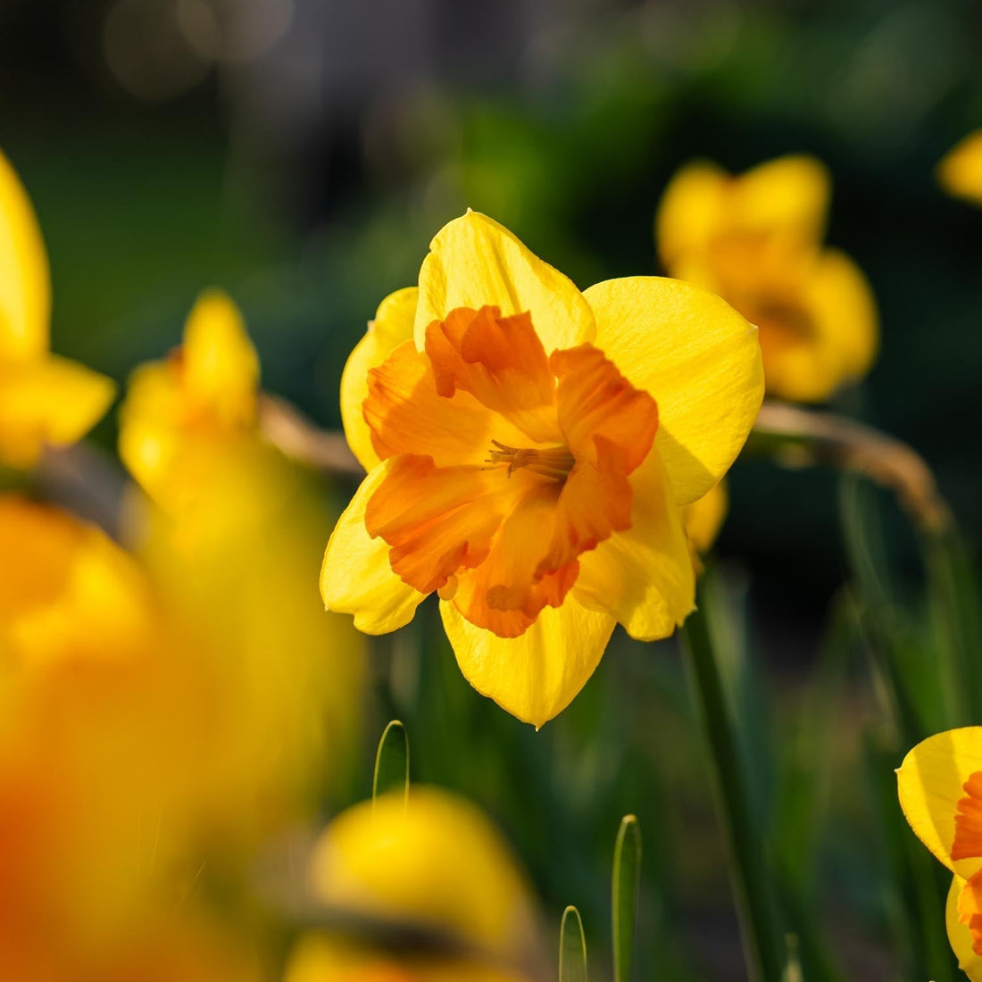 Påsklilja, Narcissus 'Congress'