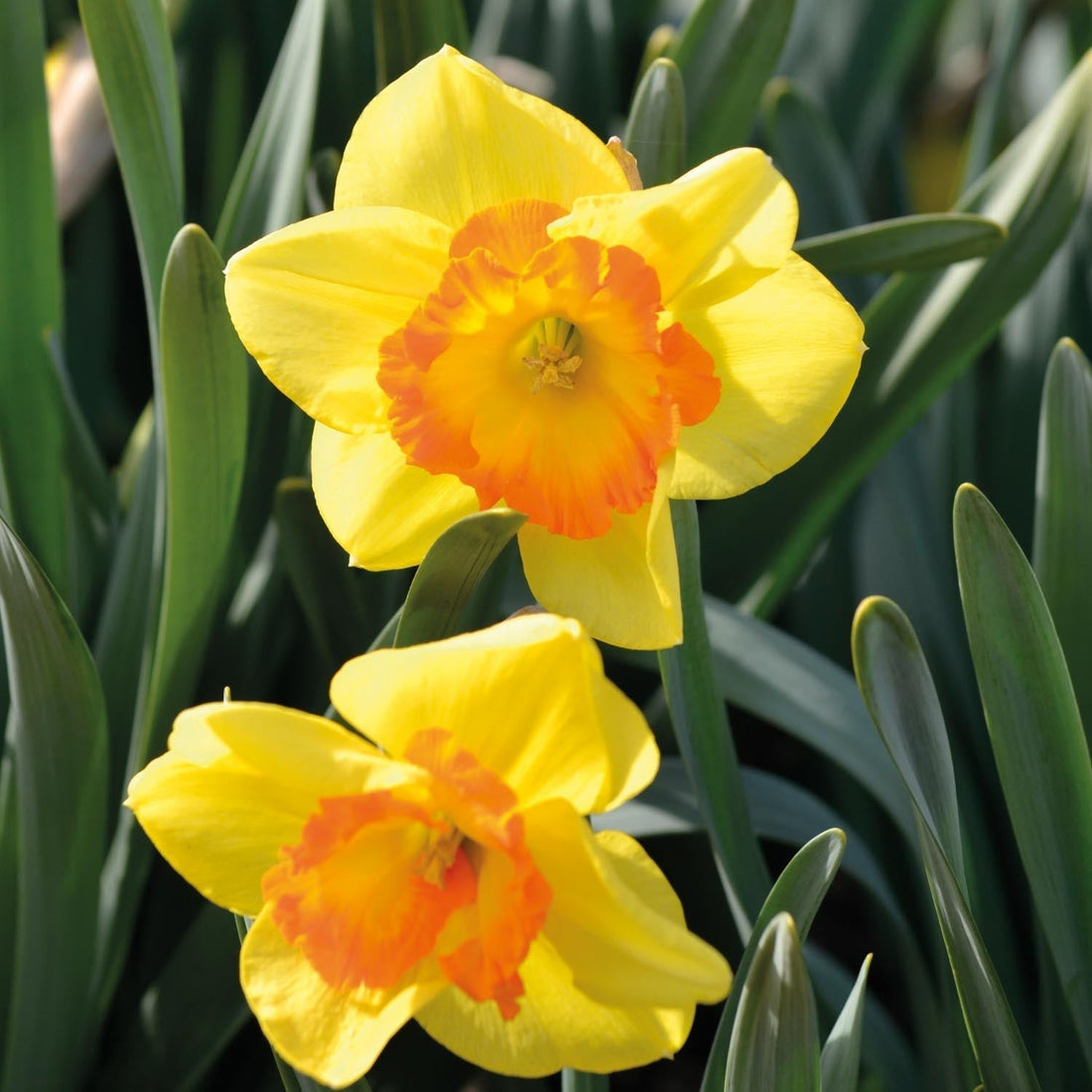 Påsklilja, Narcissus 'Delibes'
