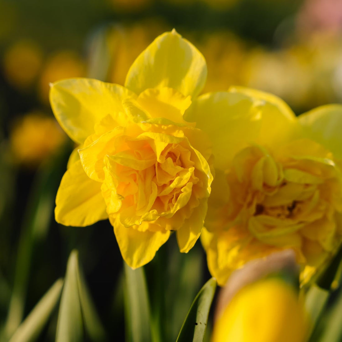 Påsklilja, Narcissus 'Dick Wilden'