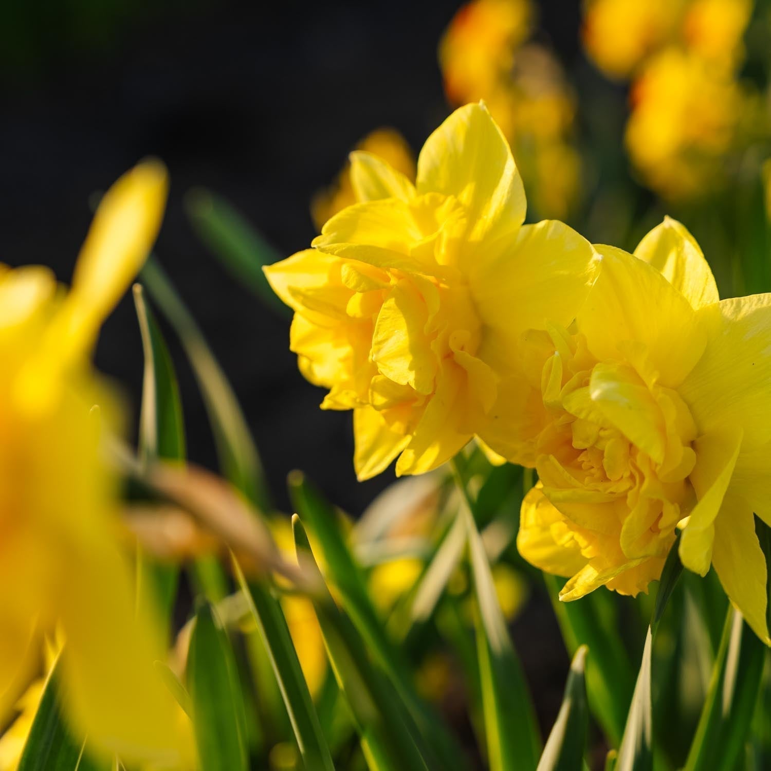 Påsklilja, Narcissus 'Dick Wilden'
