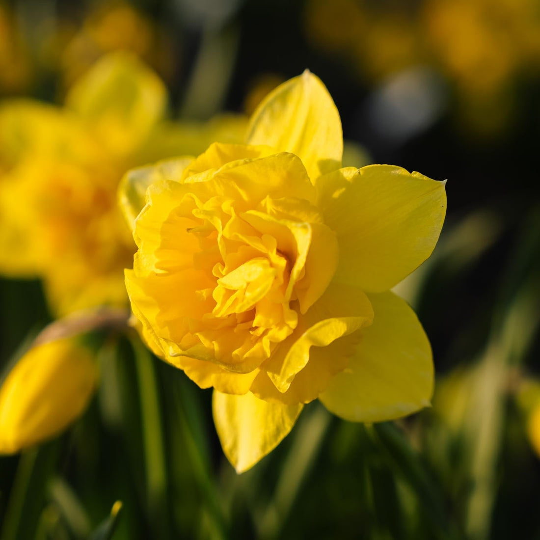 Påsklilja, Narcissus 'Dick Wilden'