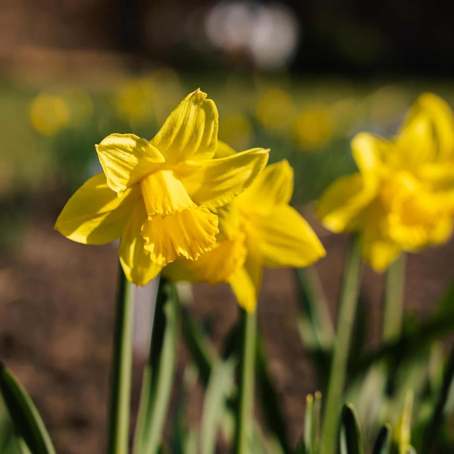 Påsklilja, Narcissus 'Dutch Master'