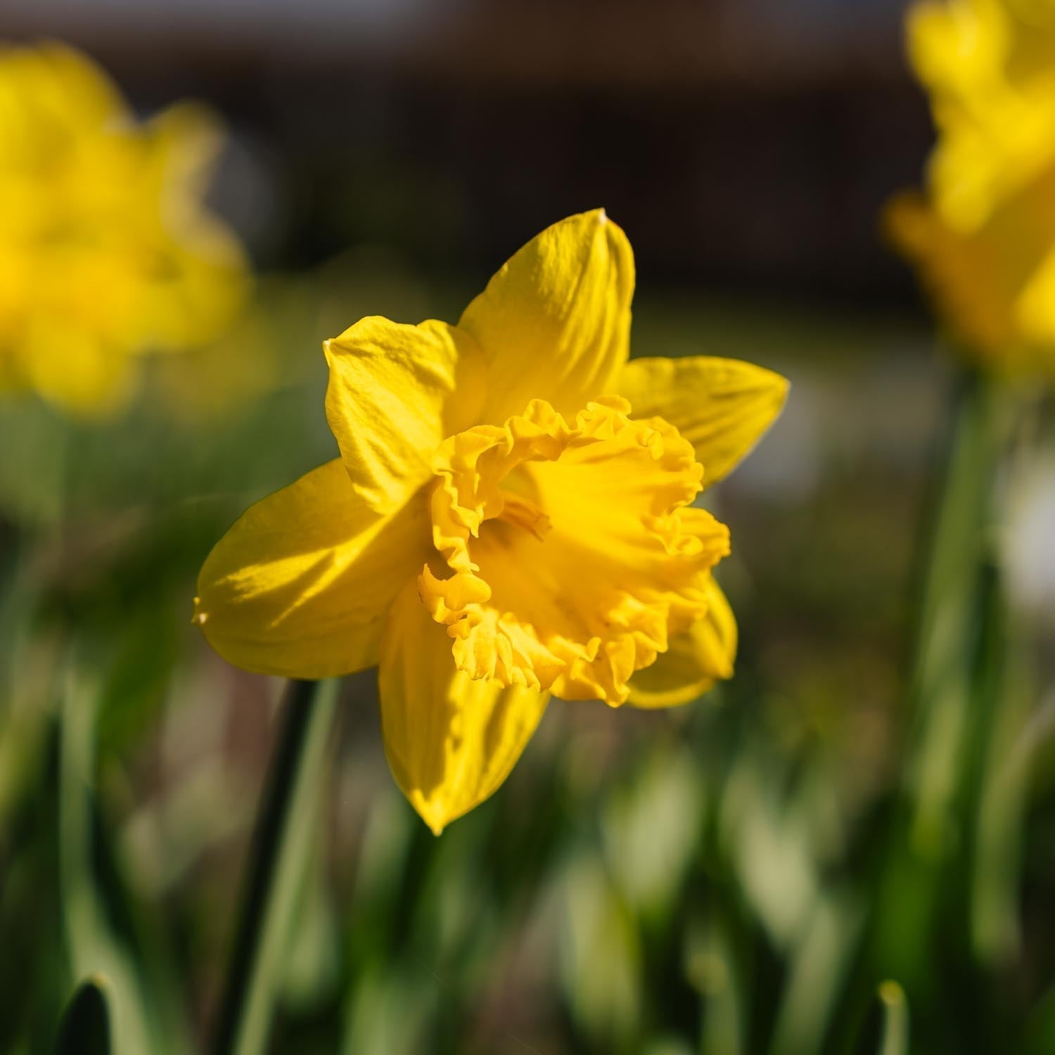 Påsklilja, Narcissus 'Dutch Master'