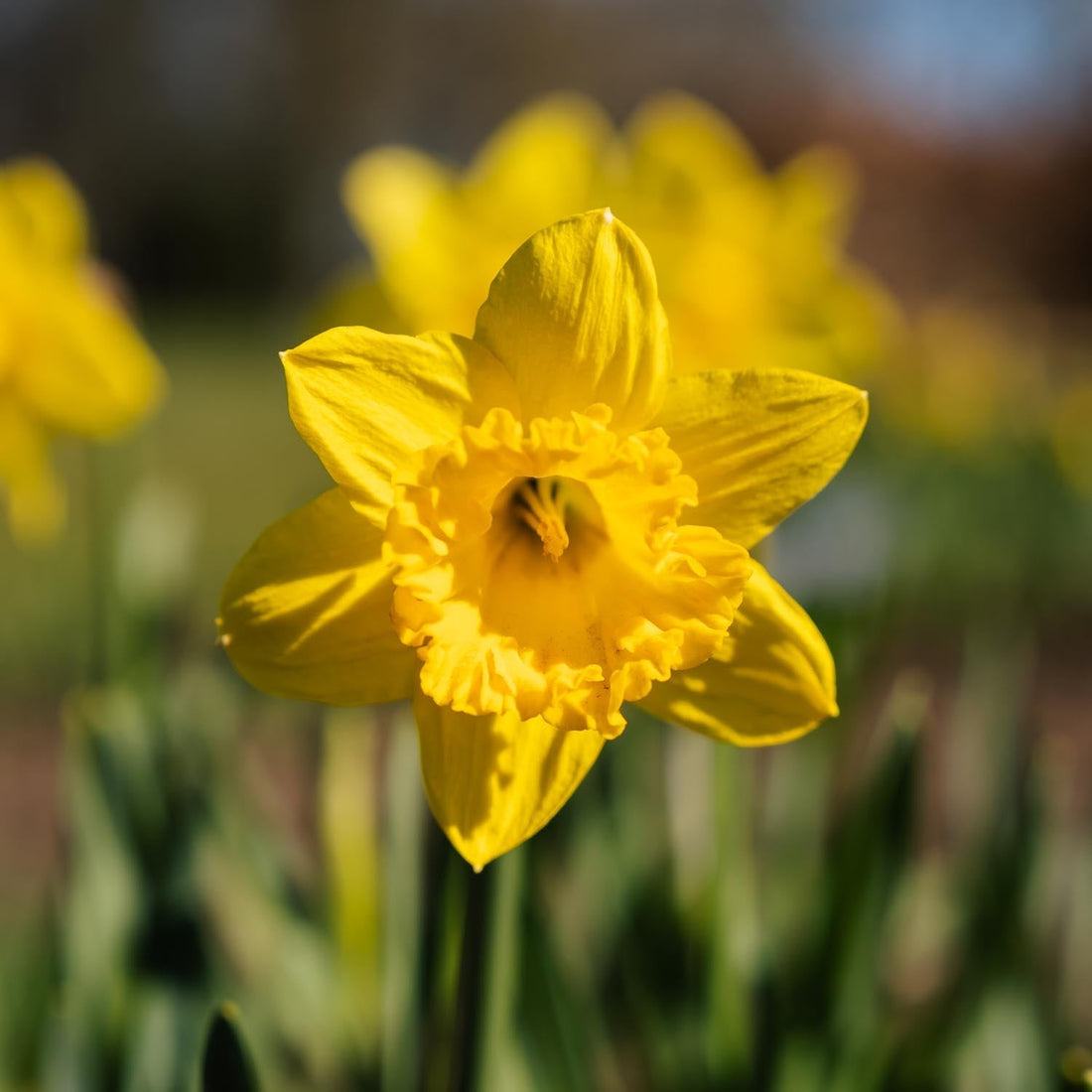 Påsklilja, Narcissus 'Dutch Master'