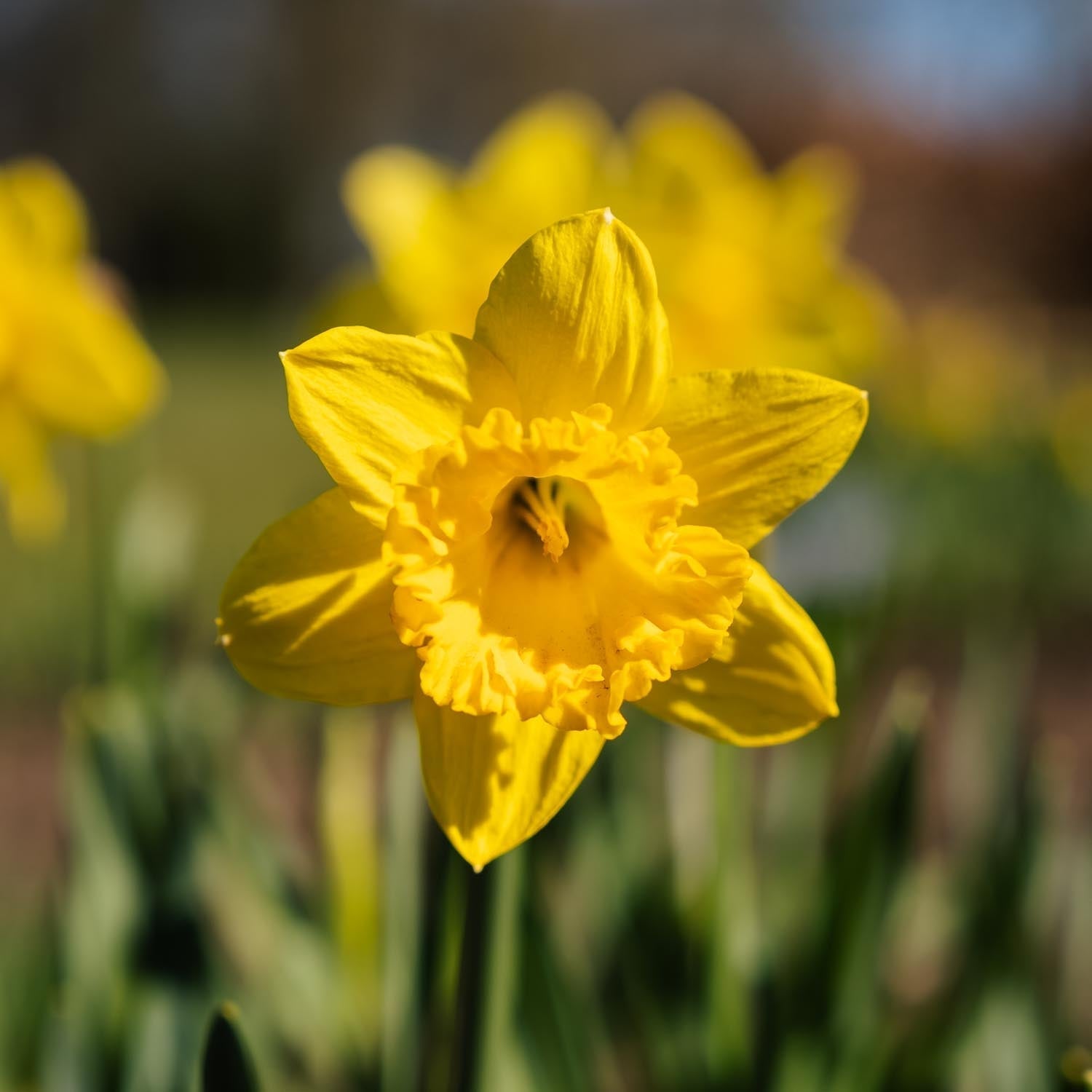 Påsklilja, Narcissus 'Dutch Master'
