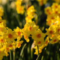 Påsklilja, Narcissus 'Falconet'
