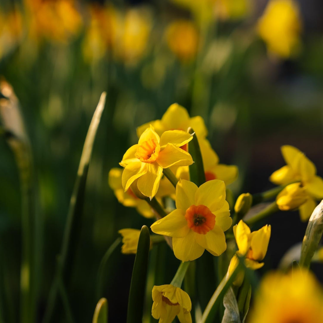 Påsklilja, Narcissus 'Falconet'