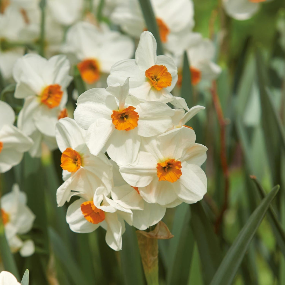 Påsklilja, Narcissus 'Geranium'