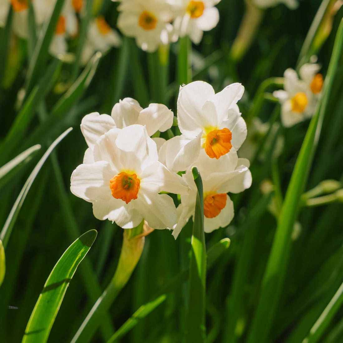 Påsklilja, Narcissus 'Geranium'