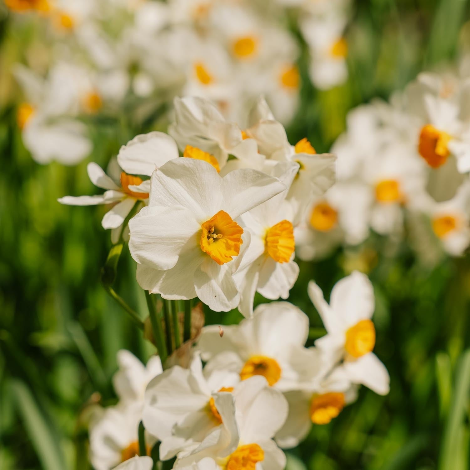Påsklilja, Narcissus 'Geranium'